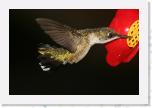 Image_0470 * 2848 x 1895 * (1.31MB)