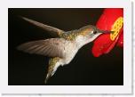 Image_0481 * 2877 x 1934 * (1.33MB)