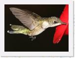 Image_0583 * 2259 x 1676 * (1.09MB)