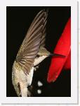 Image_0591 * 1495 x 2100 * (845KB)